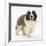 Saint Bernard Puppy, Vogue-Mark Taylor-Framed Photographic Print