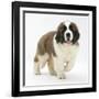 Saint Bernard Puppy, Vogue-Mark Taylor-Framed Photographic Print