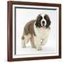 Saint Bernard Puppy, Vogue-Mark Taylor-Framed Photographic Print