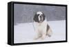 Saint Bernard Sitting in Snow in Fog, Mountains of Southern California, USA-Lynn M^ Stone-Framed Stretched Canvas