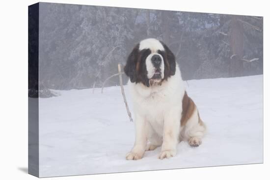 Saint Bernard Sitting in Snow in Fog, Mountains of Southern California, USA-Lynn M^ Stone-Stretched Canvas