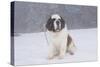 Saint Bernard Sitting in Snow in Fog, Mountains of Southern California, USA-Lynn M^ Stone-Stretched Canvas