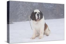 Saint Bernard Sitting in Snow in Fog, Mountains of Southern California, USA-Lynn M^ Stone-Stretched Canvas