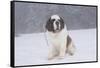 Saint Bernard Sitting in Snow in Fog, Mountains of Southern California, USA-Lynn M^ Stone-Framed Stretched Canvas