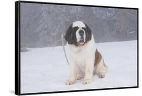 Saint Bernard Sitting in Snow in Fog, Mountains of Southern California, USA-Lynn M^ Stone-Framed Stretched Canvas