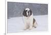 Saint Bernard Sitting in Snow in Fog, Mountains of Southern California, USA-Lynn M^ Stone-Framed Photographic Print