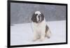 Saint Bernard Sitting in Snow in Fog, Mountains of Southern California, USA-Lynn M^ Stone-Framed Photographic Print