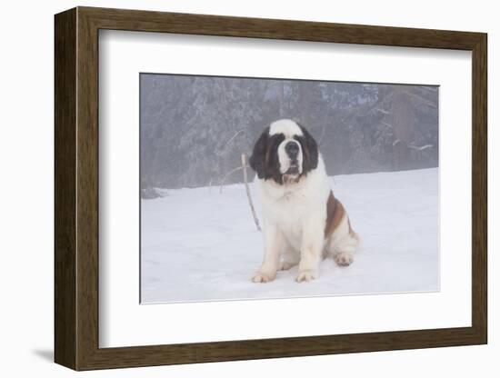 Saint Bernard Sitting in Snow in Fog, Mountains of Southern California, USA-Lynn M^ Stone-Framed Photographic Print