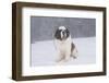 Saint Bernard Sitting in Snow in Fog, Mountains of Southern California, USA-Lynn M^ Stone-Framed Photographic Print