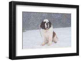 Saint Bernard Sitting in Snow in Fog, Mountains of Southern California, USA-Lynn M^ Stone-Framed Photographic Print