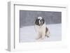 Saint Bernard Sitting in Snow in Fog, Mountains of Southern California, USA-Lynn M^ Stone-Framed Photographic Print