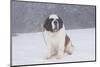 Saint Bernard Sitting in Snow in Fog, Mountains of Southern California, USA-Lynn M^ Stone-Mounted Photographic Print