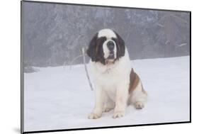 Saint Bernard Sitting in Snow in Fog, Mountains of Southern California, USA-Lynn M^ Stone-Mounted Photographic Print