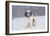 Saint Bernard Sitting in Snow in Fog, Mountains of Southern California, USA-Lynn M^ Stone-Framed Photographic Print