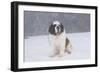 Saint Bernard Sitting in Snow in Fog, Mountains of Southern California, USA-Lynn M^ Stone-Framed Photographic Print