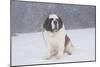 Saint Bernard Sitting in Snow in Fog, Mountains of Southern California, USA-Lynn M^ Stone-Mounted Photographic Print