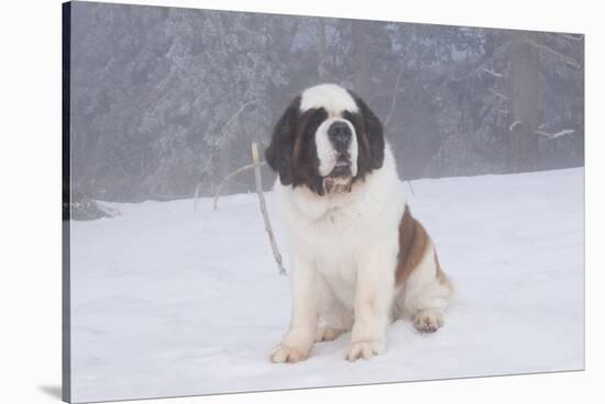 Saint Bernard Sitting in Snow in Fog, Mountains of Southern California, USA-Lynn M^ Stone-Stretched Canvas