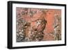 Saint Jerome in the Garden, C1510-1531-Hans Leu the Younger-Framed Giclee Print