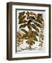 Saint-John's-Wort, 1613-Besler Basilius-Framed Giclee Print