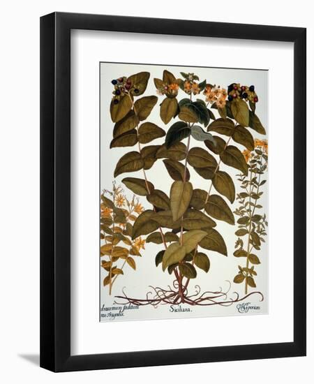 Saint-John's-Wort, 1613-Besler Basilius-Framed Giclee Print