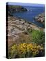 Saint Nicolas and Wild Flowers, Ile De Groix, Brittany, France, Europe-Thouvenin Guy-Stretched Canvas