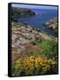 Saint Nicolas and Wild Flowers, Ile De Groix, Brittany, France, Europe-Thouvenin Guy-Framed Stretched Canvas