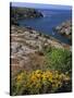 Saint Nicolas and Wild Flowers, Ile De Groix, Brittany, France, Europe-Thouvenin Guy-Stretched Canvas