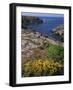 Saint Nicolas and Wild Flowers, Ile De Groix, Brittany, France, Europe-Thouvenin Guy-Framed Photographic Print