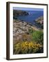 Saint Nicolas and Wild Flowers, Ile De Groix, Brittany, France, Europe-Thouvenin Guy-Framed Photographic Print