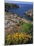 Saint Nicolas and Wild Flowers, Ile De Groix, Brittany, France, Europe-Thouvenin Guy-Mounted Photographic Print