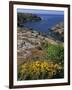 Saint Nicolas and Wild Flowers, Ile De Groix, Brittany, France, Europe-Thouvenin Guy-Framed Photographic Print