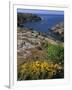 Saint Nicolas and Wild Flowers, Ile De Groix, Brittany, France, Europe-Thouvenin Guy-Framed Photographic Print