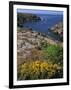 Saint Nicolas and Wild Flowers, Ile De Groix, Brittany, France, Europe-Thouvenin Guy-Framed Photographic Print