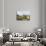 Saint-Tropez, Var, Cote d'Azur, Provence, France, Mediterranean, Europe-Fraser Hall-Photographic Print displayed on a wall