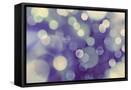 Framed Canvas