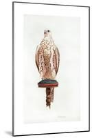 Saker, 1988-Mary Clare Critchley-Salmonson-Mounted Giclee Print