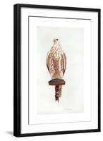 Saker, 1988-Mary Clare Critchley-Salmonson-Framed Giclee Print