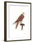 Saker, 1988-Mary Clare Critchley-Salmonson-Framed Giclee Print