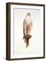 Saker, 1988-Mary Clare Critchley-Salmonson-Framed Giclee Print