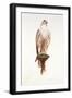 Saker, 1988-Mary Clare Critchley-Salmonson-Framed Giclee Print