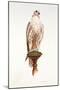 Saker, 1988-Mary Clare Critchley-Salmonson-Mounted Giclee Print