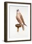 Saker, 1988-Mary Clare Critchley-Salmonson-Framed Giclee Print