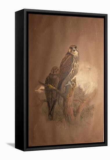 Saker Falcon (Falco Sacer), 1856-67-Joseph Wolf-Framed Stretched Canvas