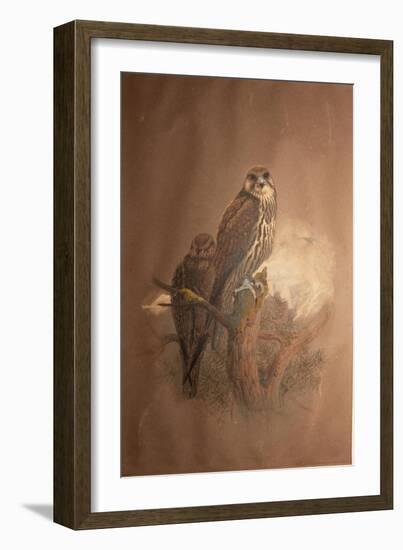 Saker Falcon (Falco Sacer), 1856-67-Joseph Wolf-Framed Giclee Print