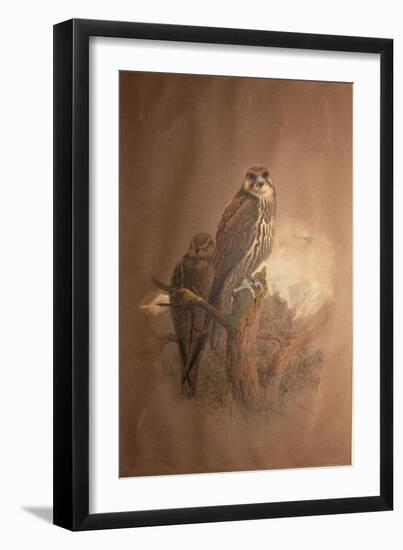 Saker Falcon (Falco Sacer), 1856-67-Joseph Wolf-Framed Giclee Print