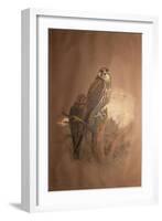 Saker Falcon (Falco Sacer), 1856-67-Joseph Wolf-Framed Giclee Print