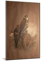 Saker Falcon (Falco Sacer), 1856-67-Joseph Wolf-Mounted Giclee Print