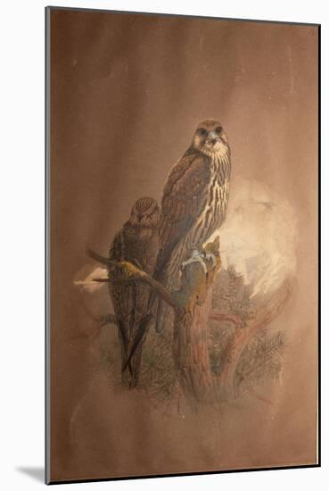 Saker Falcon (Falco Sacer), 1856-67-Joseph Wolf-Mounted Giclee Print