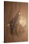 Saker Falcon (Falco Sacer), 1856-67-Joseph Wolf-Stretched Canvas