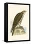 Saker Falcon,  from 'A History of the Birds of Europe Not Observed in the British Isles'-English-Framed Stretched Canvas